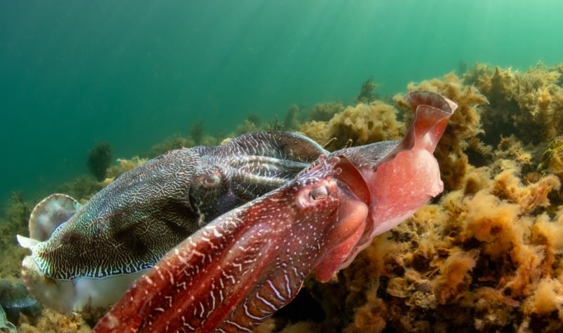 the giant cuttlefish mating season