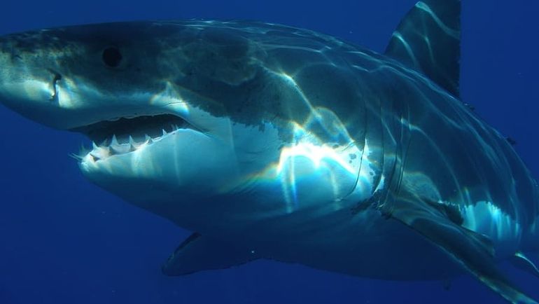 A Tragic Incident: Great White Shark Claims Swimmer's Life in Australia